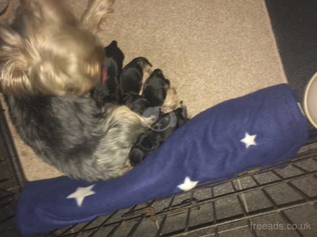 Beautiful pure breed Yorkshire terriers for sale in Slough, Powys - Image 2