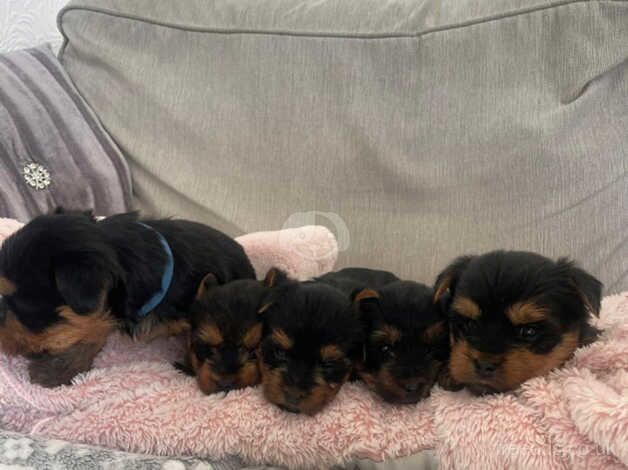 Beautiful pure breed Yorkshire terriers for sale in Slough, Powys - Image 3
