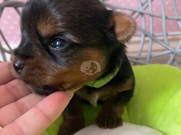 Beautiful small Yorkshire Terrier 1 Girl & 3 Boys for sale in Peterborough, Cambridgeshire