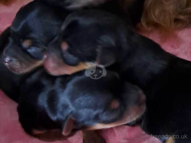 Beautiful tiny yorkshire terrier puppies for sale in Gravesend, Hertfordshire