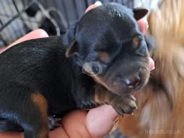 Beautiful tiny yorkshire terrier puppies for sale in Gravesend, Hertfordshire - Image 3