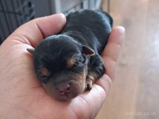 Beautiful tiny yorkshire terrier puppies for sale in Gravesend, Hertfordshire - Image 4