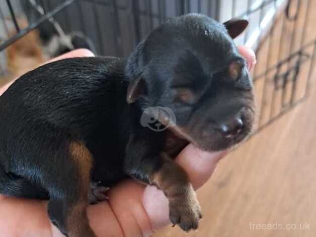 Beautiful tiny yorkshire terrier puppies for sale in Gravesend, Hertfordshire - Image 5