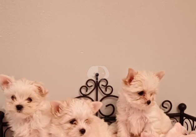 Beautiful white Gold Yorkshire-terrier for sale in Didcot, Oxfordshire