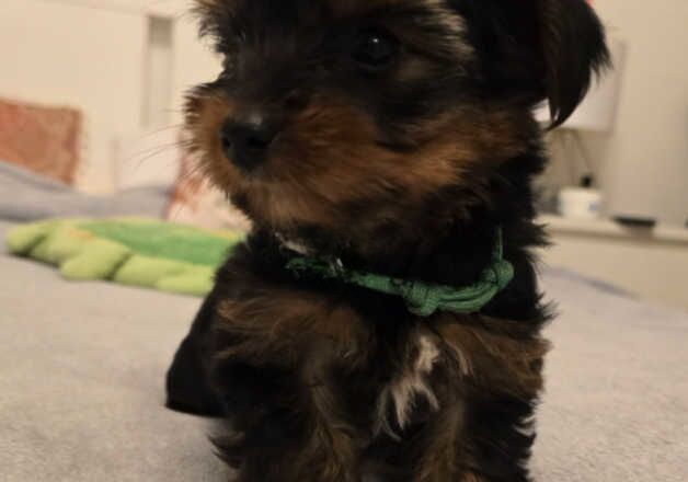 Beautiful Yorkie boys for sale in Harrow, Harrow, Greater London