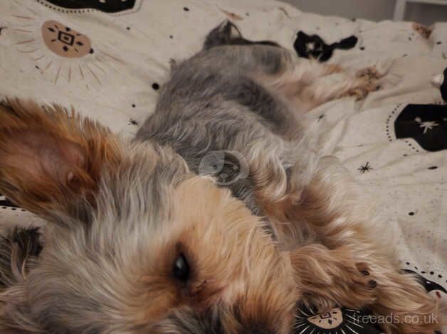 Beautiful yorkie looking forever home for sale in Newport - Image 2