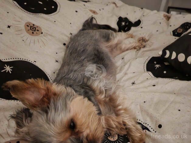 Beautiful yorkie looking forever home for sale in Newport