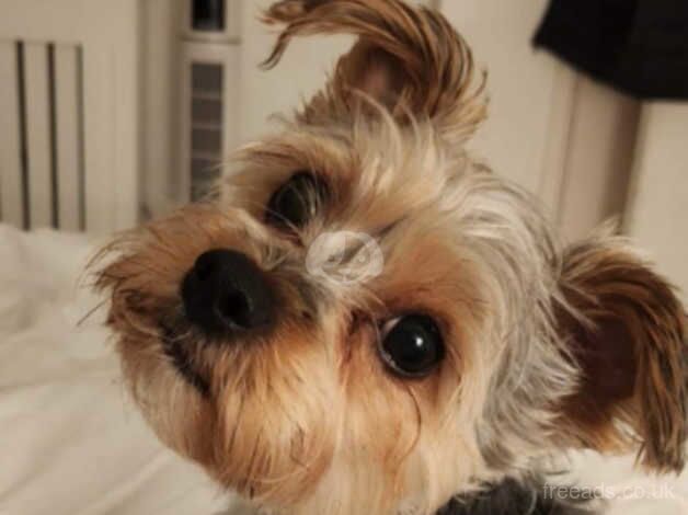 Beautiful yorkie looking forever home for sale in Newport - Image 3