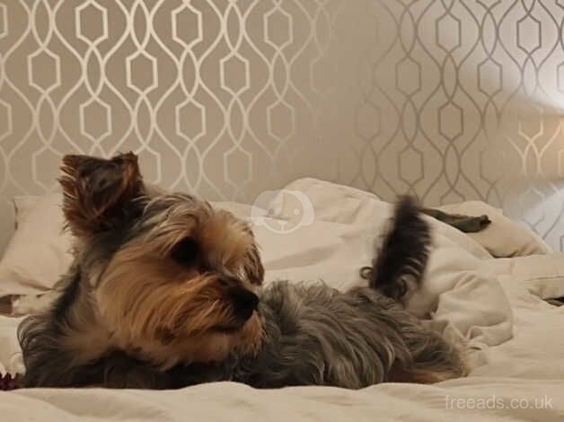 Beautiful yorkie looking forever home for sale in Newport - Image 4