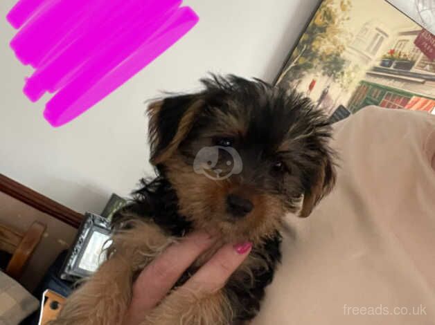 Beautiful Yorkie Puppies for sale in Newry, Newry and Mourne - Image 1