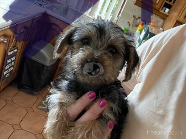 Beautiful Yorkie Puppies for sale in Newry, Newry and Mourne - Image 2