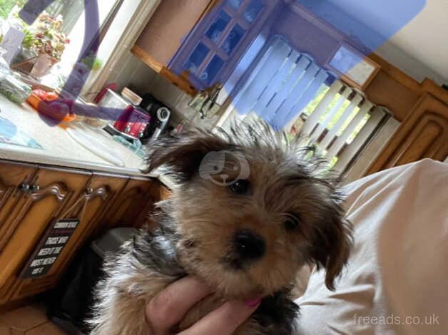 Beautiful Yorkie Puppies for sale in Newry, Newry and Mourne - Image 3