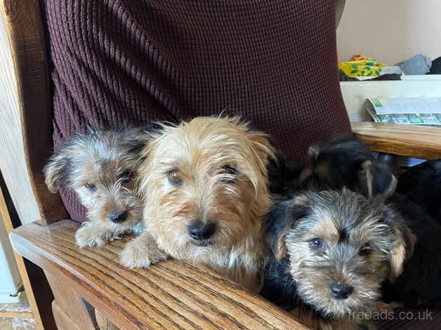 Beautiful Yorkie Puppies for sale in Newry, Newry and Mourne - Image 4