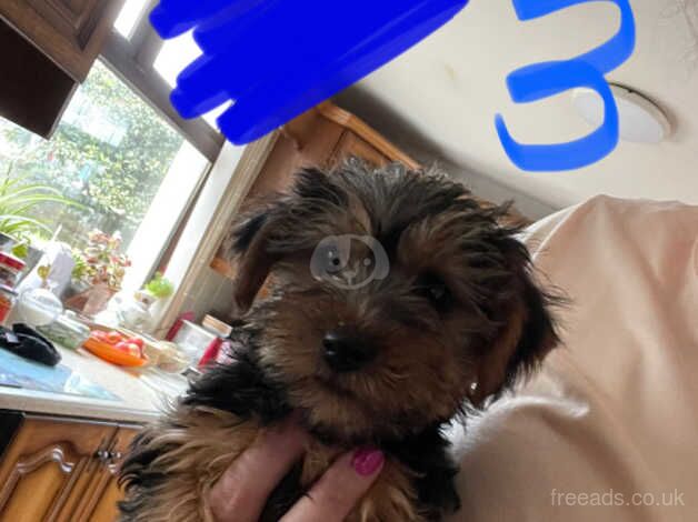 Beautiful Yorkie Puppies for sale in Newry, Newry and Mourne - Image 5