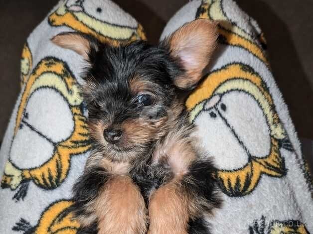 Beautiful Yorkie Puppy for sale in Barnsley, South Yorkshire