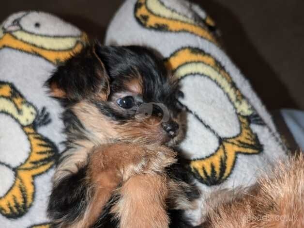 Beautiful Yorkie Puppy for sale in Barnsley, South Yorkshire - Image 2