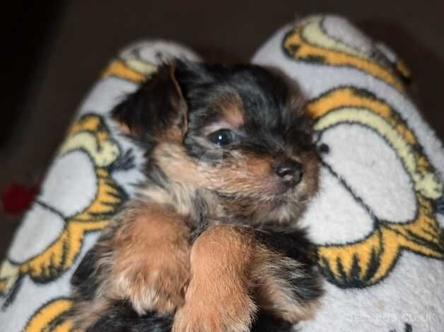 Beautiful Yorkie Puppy for sale in Barnsley, South Yorkshire - Image 3