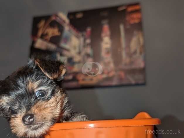 Beautiful Yorkie Puppy for sale in Barnsley, South Yorkshire - Image 4