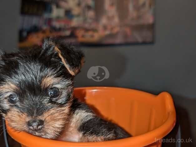 Beautiful Yorkie Puppy for sale in Barnsley, South Yorkshire - Image 5