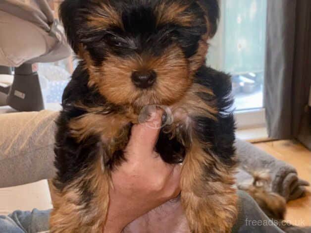Beautiful Yorkie pups available now for sale in Great Clacton, Essex - Image 1