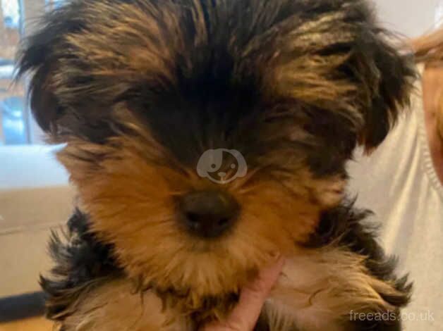 Beautiful Yorkie pups available now for sale in Great Clacton, Essex - Image 2