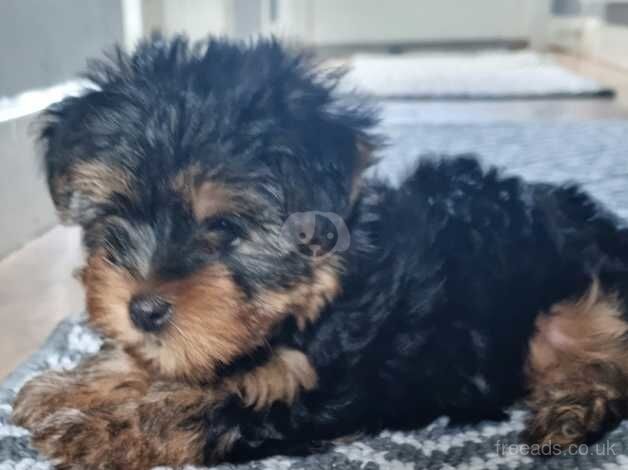 Beautiful Yorkie pups available now for sale in Great Clacton, Essex - Image 3