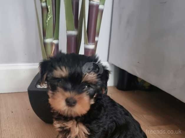 Beautiful Yorkie pups available now for sale in Great Clacton, Essex - Image 4