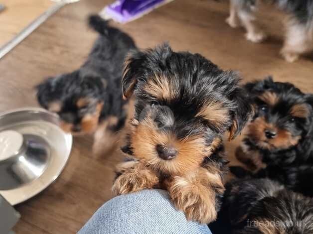 Beautiful Yorkie pups available now for sale in Great Clacton, Essex - Image 5