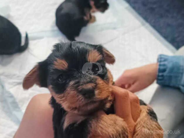 Beautiful yorkies for sale 3 males I female left for sale in Oldbury, Shropshire