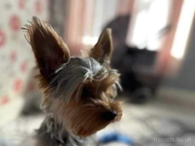 Beautiful yorkies for sale 3 males I female left for sale in Oldbury, Shropshire - Image 2