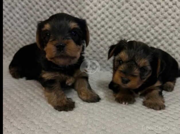 Beautiful Yorkshire pups for sale in Bristol - Image 1