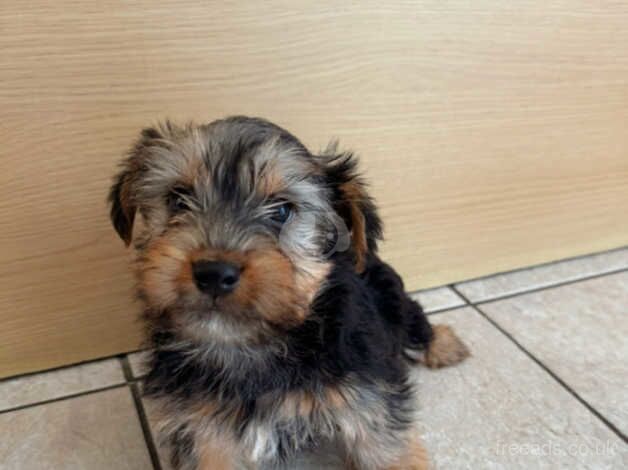 Beautiful Yorkshire terrier for sale in Carmarthen/Caerfyrddin, Carmarthenshire - Image 1