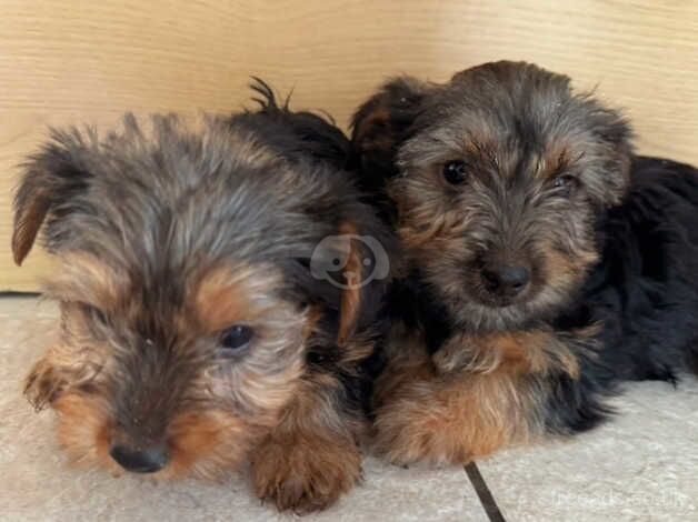 Beautiful Yorkshire terrier for sale in Carmarthen/Caerfyrddin, Carmarthenshire - Image 2