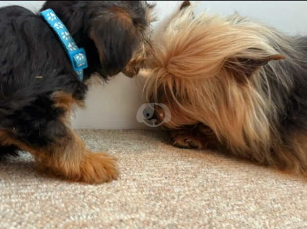 Beautiful Yorkshire terrier for sale in Carmarthen/Caerfyrddin, Carmarthenshire - Image 3