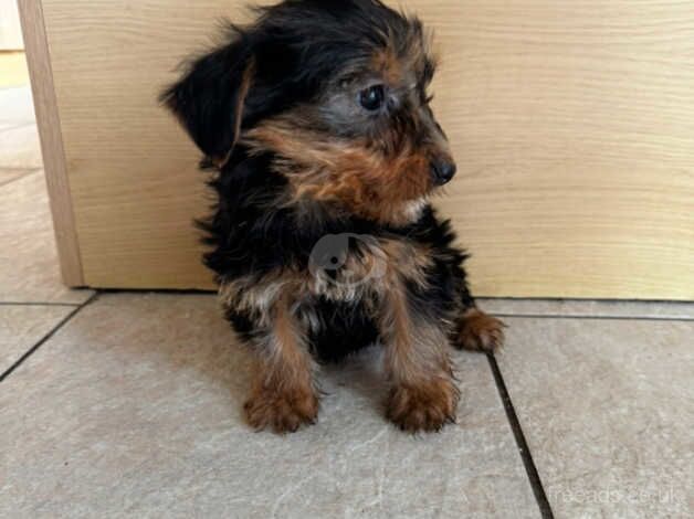 Beautiful Yorkshire terrier for sale in Carmarthen/Caerfyrddin, Carmarthenshire - Image 4