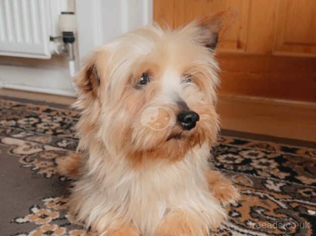 Beautiful Yorkshire terrier for sale in Carmarthen/Caerfyrddin, Carmarthenshire - Image 5