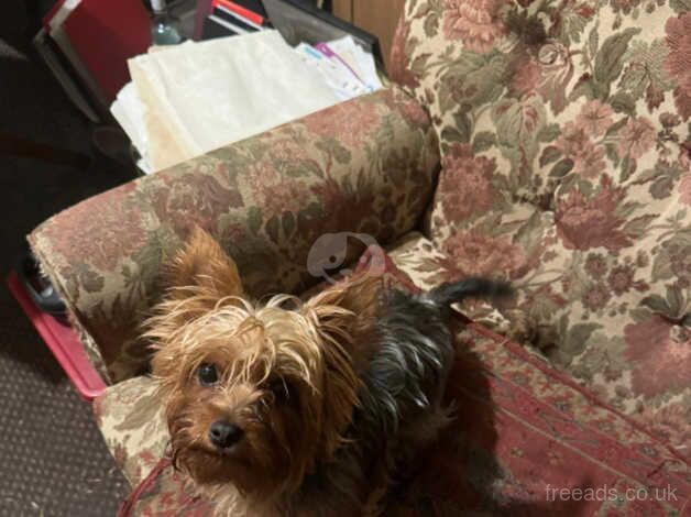 Beautiful Yorkshire terrier for sale in Normanton, West Yorkshire