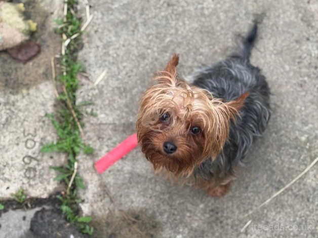 Beautiful Yorkshire terrier for sale in Normanton, West Yorkshire - Image 2