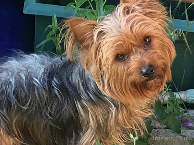 Beautiful Yorkshire terrier for sale in Sutton, Sutton, Greater London - Image 1