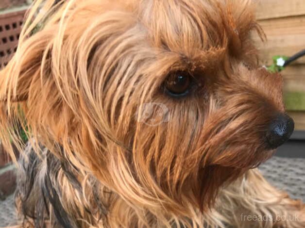 Beautiful Yorkshire terrier for sale in Sutton, Sutton, Greater London - Image 2