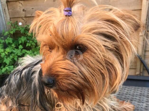 Beautiful Yorkshire terrier for sale in Sutton, Sutton, Greater London - Image 3