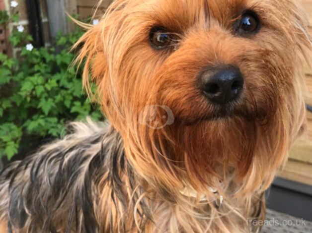 Beautiful Yorkshire terrier for sale in Sutton, Sutton, Greater London - Image 5