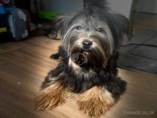 Beautiful Yorkshire terrier for sale in Walsall, West Midlands