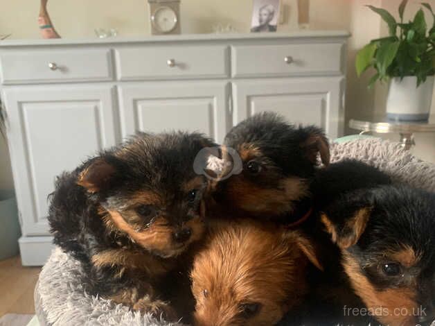 Beautiful Yorkshire Terrier puppies for sale in Evesham, Worcestershire