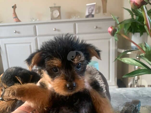 Beautiful Yorkshire Terrier puppies for sale in Evesham, Worcestershire - Image 2