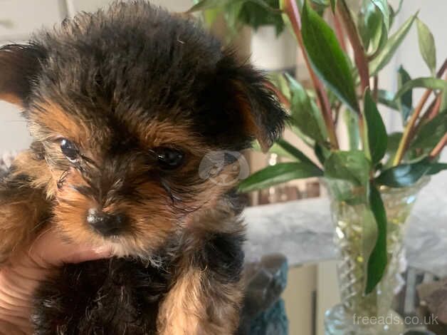 Beautiful Yorkshire Terrier puppies for sale in Evesham, Worcestershire - Image 4