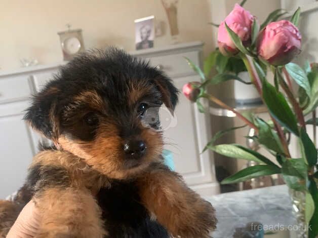 Beautiful Yorkshire Terrier puppies for sale in Evesham, Worcestershire - Image 5