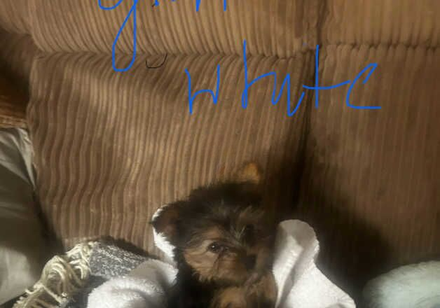 Beautiful Yorkshire Terrier Puppies for sale in Bristol, Bristol