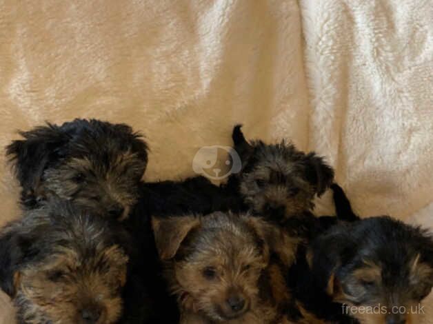 Beautiful Yorkshire terrier puppies for sale in Bromley, Bromley, Greater London