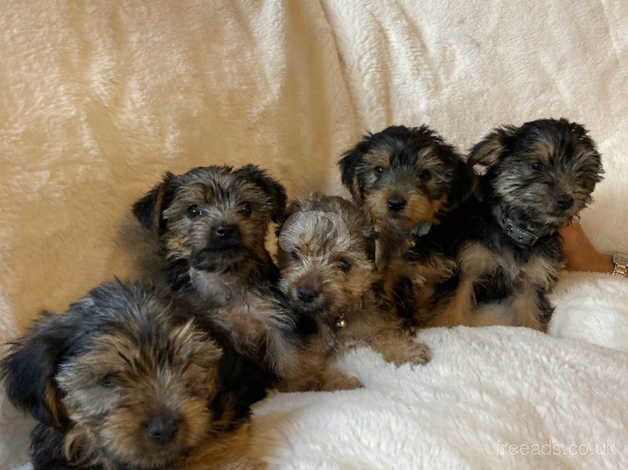 Beautiful Yorkshire terrier puppies for sale in Bromley, Bromley, Greater London - Image 2